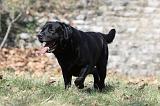 LABRADOR 820